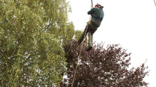 bomen rooien